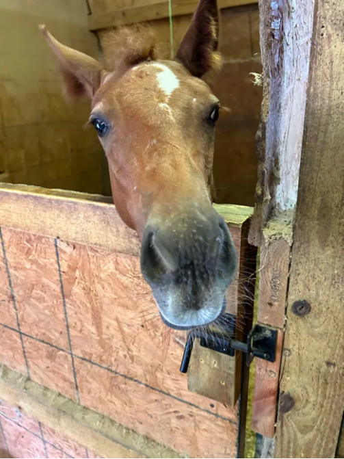 A rescued foal at Diamond Bar Ranch